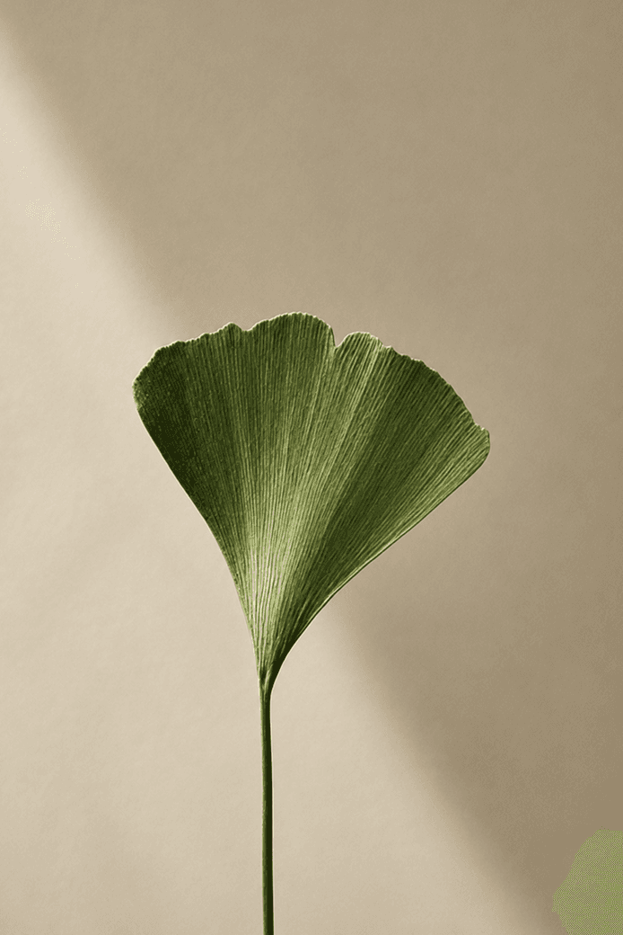 Feuille de ginkgo dans une lumière douce
