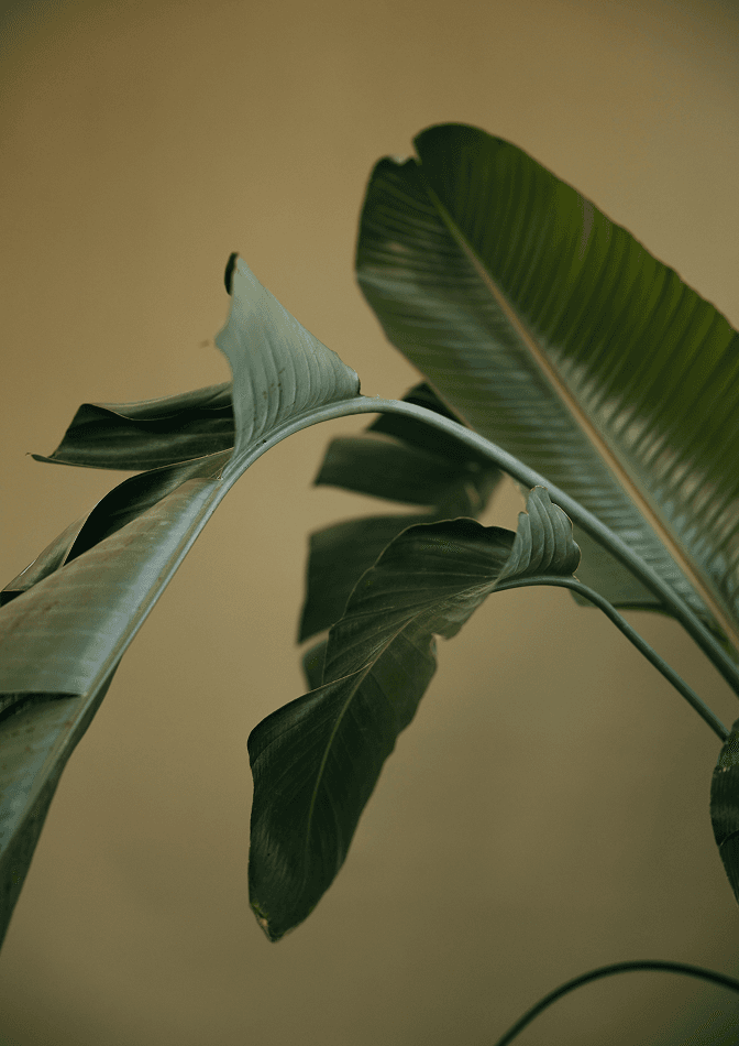 Feuilles vertes dans une lumière douce